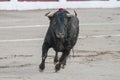 Capture of the figure of a brave bull of hair black color in a bullfight