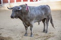 Capture of the figure of a brave bull of hair color ash in a bullfight, Spain