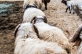 Group of sheep going in line to eat