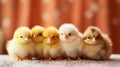 Cozy Fluffiness: Adorable Baby Chicks in a Soft Nest