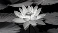 Capture Isolated lotus flower in striking black and white contrast Royalty Free Stock Photo