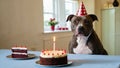 Capture the joy and excitement of a Staffordshire Bull Terrier\'s birthday celebration with this heartwarming photograph