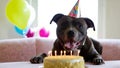 Capture the joy and excitement of a Staffordshire Bull Terrier\'s birthday celebration with this heartwarming photograph.