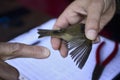 Bird identification ringing for migration research