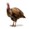 Portrait of a turkey isolated on white background.