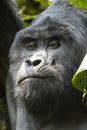 Majestic Encounter: Close-up of a Silverback Mountain Gorilla in Bwindi National Forest, Uganda Royalty Free Stock Photo