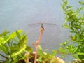 Dragonfly Perched Gracefully on Vibrant Plant