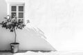 Capture The Minimalist, Plant With Window And Shadow, Black And White Royalty Free Stock Photo