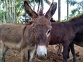 Graceful Gaze: Intimate Portrait of a Donkey Royalty Free Stock Photo