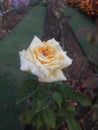 white flower with small water bubbles colours beauti