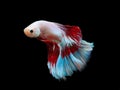 capture the moving moment beautiful of siam blue halfmoon betta Royalty Free Stock Photo