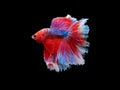 capture the moving moment beautiful of siam blue halfmoon betta Royalty Free Stock Photo