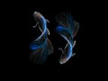 capture the moving moment beautiful of siam blue halfmoon betta Royalty Free Stock Photo