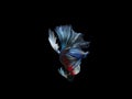 capture the moving moment beautiful of siam blue halfmoon betta Royalty Free Stock Photo