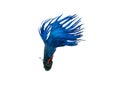 capture the moving moment beautiful of siam blue halfmoon betta fish in thailand on white background. Royalty Free Stock Photo