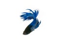 capture the moving moment beautiful of siam blue halfmoon betta Royalty Free Stock Photo