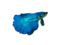 capture the moving moment beautiful of siam blue halfmoon betta Royalty Free Stock Photo