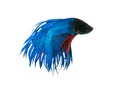 capture the moving moment beautiful of siam blue halfmoon betta fish in thailand on white background. Royalty Free Stock Photo