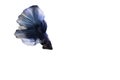 Capture moving moment of blue Siamese fighting fish , betta fish isolated on white background