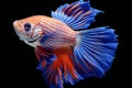 Capture the moving moment of blue siamese fighting fish isolated on black background, betta fish