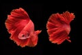 Capture the moving moment of fighting fish isolated on black background