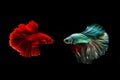 Capture the moving moment of golden copper siamese fighting fish and red betta fish isolated on black background. Betta fish