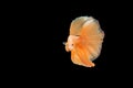 Capture moving moment of orange Siamese fighting fish , betta fish isolated on black background