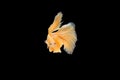 Capture moving moment of orange Siamese fighting fish , betta fish isolated on black background