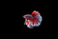 Capture moving moment of red and blue Siamese fighting fish , betta fish isolated on black background