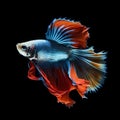 Capture the moving moment of red-blue siamese fighting fish isolated on black background. betta fish. Royalty Free Stock Photo