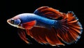 Capture the moving moment of red siamese fighting fish isolated on black background. Betta fish.
