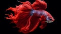 Capture the moving moment of red siamese fighting fish isolated on black background. betta fish. Generative AI