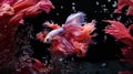 Capture the moving moment of red siamese fighting fish isolated on black background. Generative AI