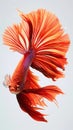 Capture the moving moment of red siamese fighting fish isolated on white background, Generative AI illustrations