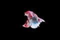 Capture moving moment of red and white Siamese fighting fish , betta fish isolated on black background