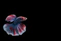 Capture moving moment of Siamese fighting fish , betta fish isolated on black background.isolated on black background