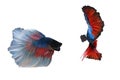 Capture moving moment of two Siamese fighting fish , betta fish isolated on white background