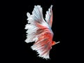 Capture the moving moment of white siamese fighting fish isolate Royalty Free Stock Photo