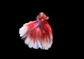 Capture the moving moment of white siamese fighting fish isolate Royalty Free Stock Photo