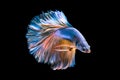 Capture the moving moment of white siamese fighting fish isolate