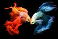 Capture the moving moment of yellow blue siamese fighting fish