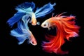 Capture the moving moment of yellow blue siamese fighting fish