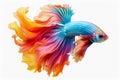 Capture the moving moment of yellow blue siamese fighting fish isolated on white background Royalty Free Stock Photo