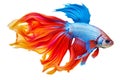 Capture the moving moment of yellow blue siamese fighting fish isolated on white background Royalty Free Stock Photo