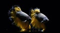 Capture the moving moment of yellow siamese fighting fish isolated on black background,  betta fish Royalty Free Stock Photo