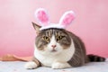 Whimsical Easter Cat in Eastern Hat with Egg on Rustic Table (AI Generated)