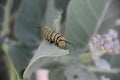 Capture of a Striped Monarch Caterpillar Eating a Leaf Royalty Free Stock Photo