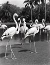 Vintage Hialeah Park Miami with this striking black and white photograph featuring flamingos, AI