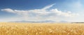 Field of Wheat Under Blue Sky With Clouds - Serene Nature Landscape