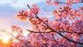 Beautiful sakura flowers blooming at sunset in spring time Royalty Free Stock Photo